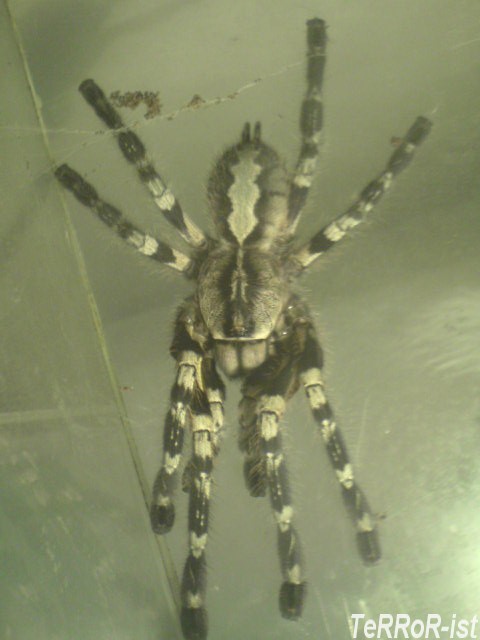 P.regalis