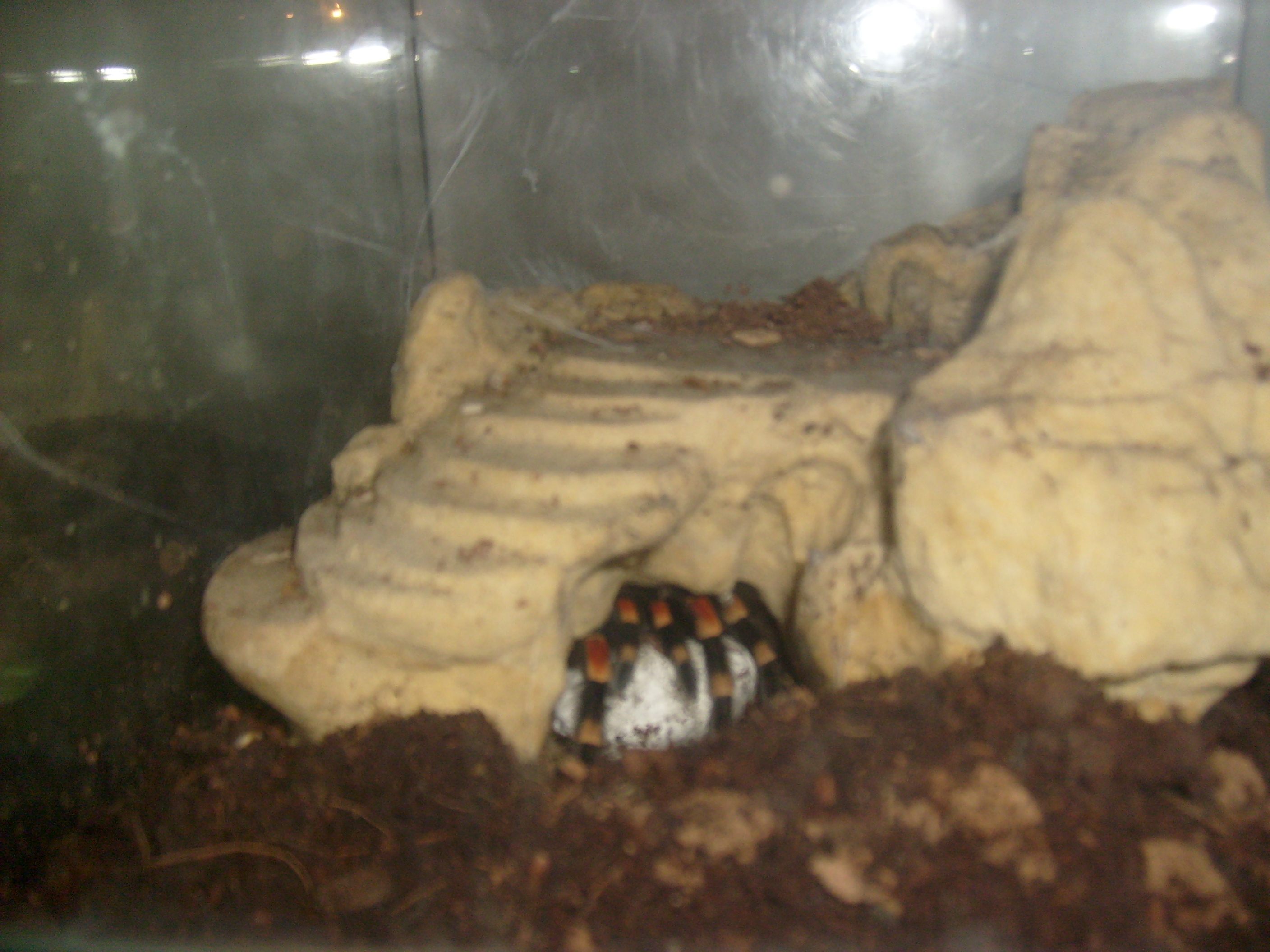 b.smithi kkn