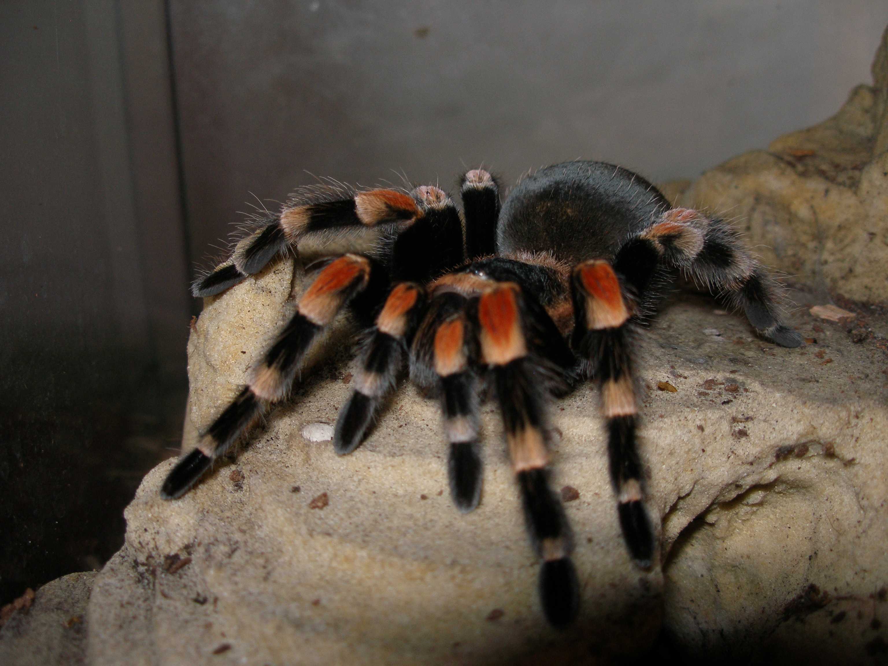 B.smithi adult samicka