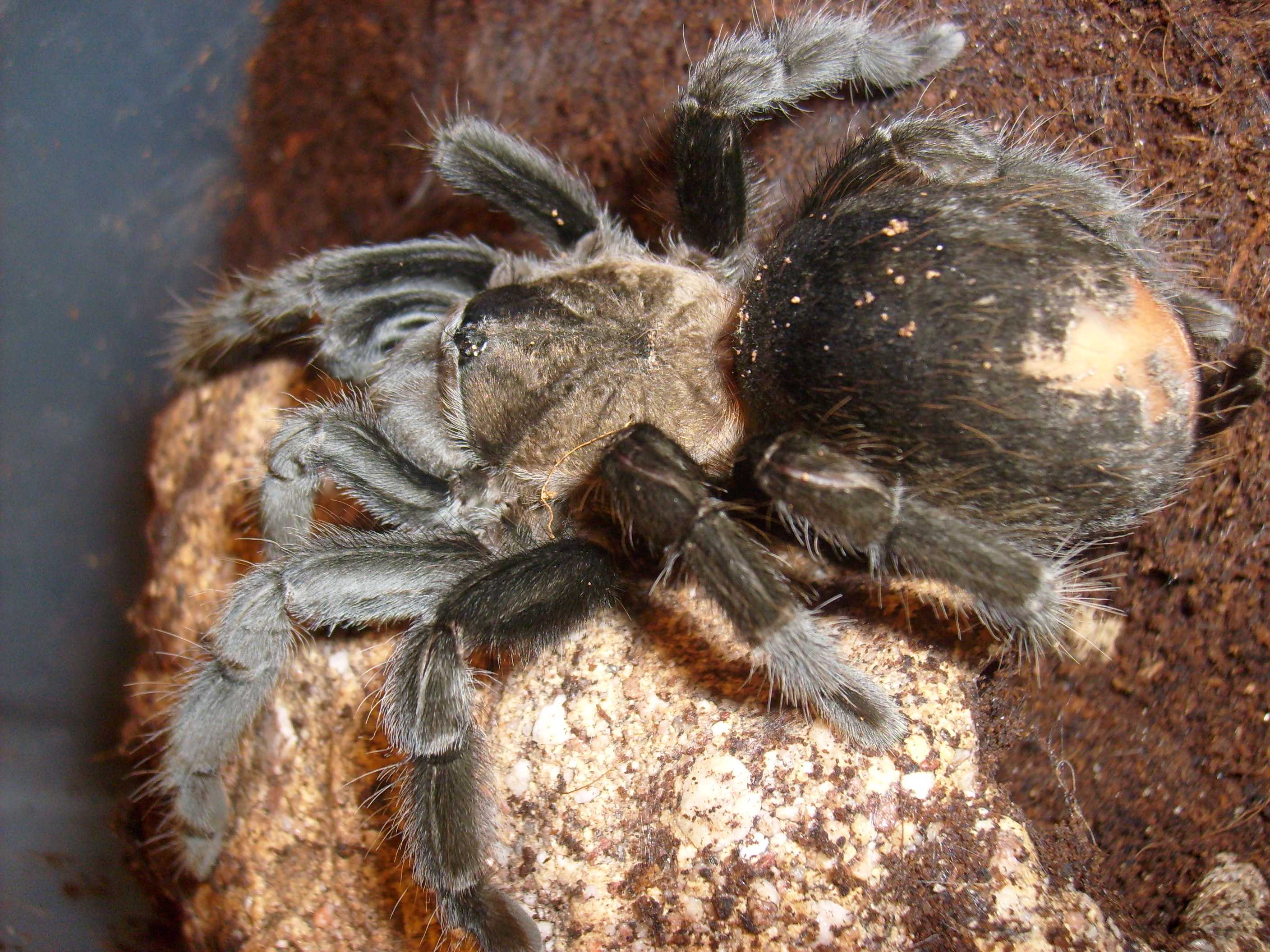 B.schroedery adult samice