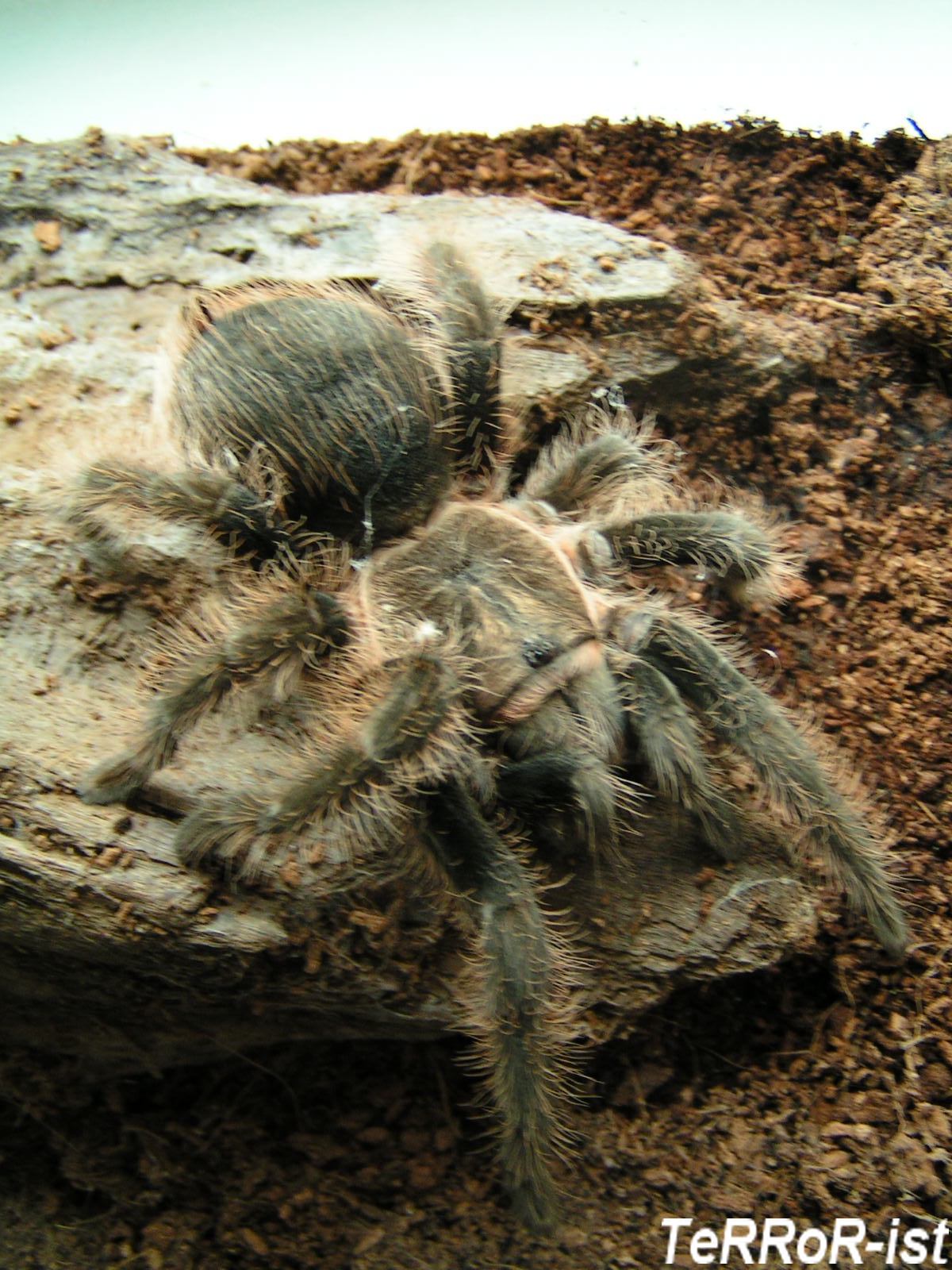 b.albopilosum.JPG