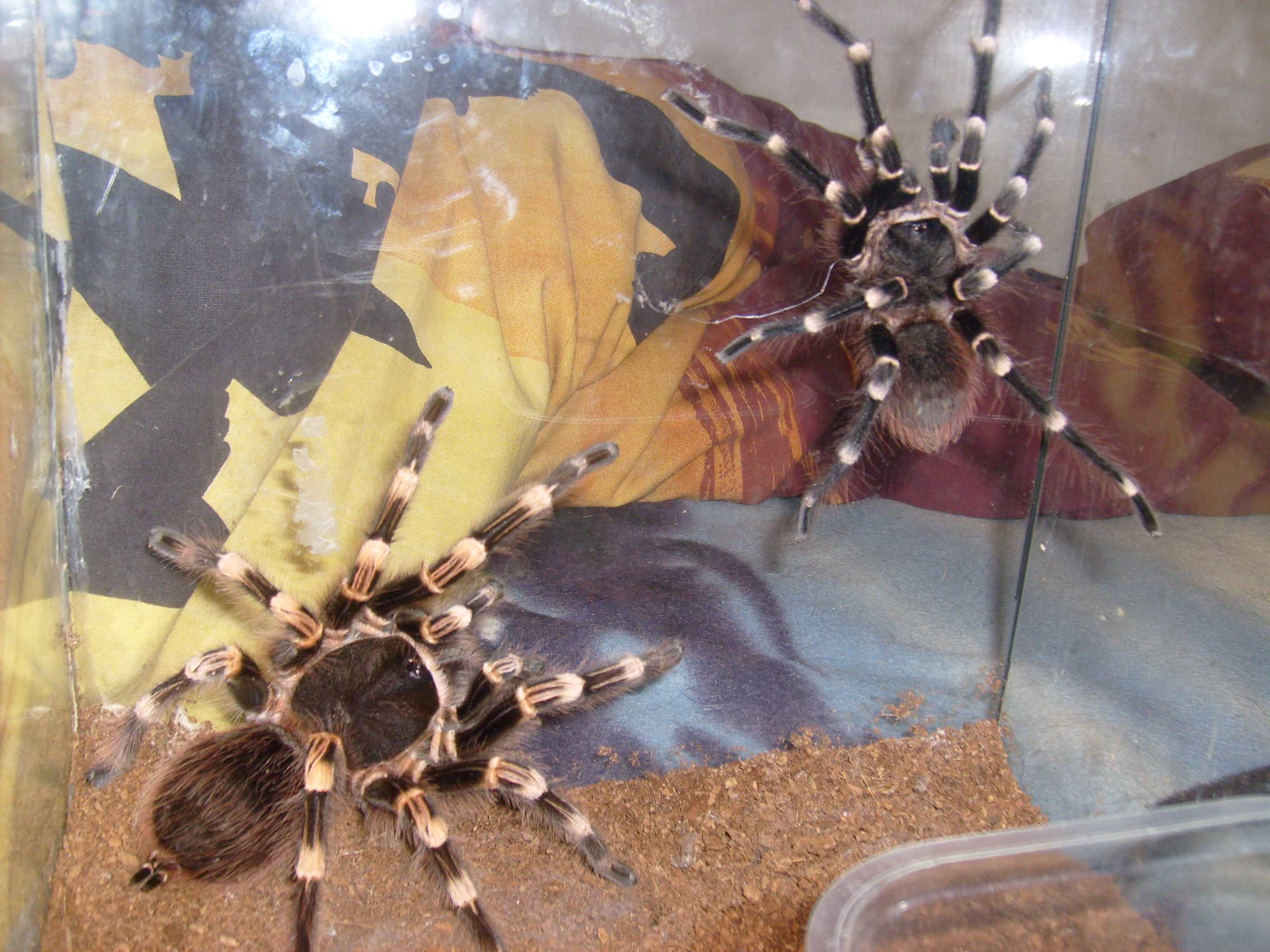 a.geniculata pareni